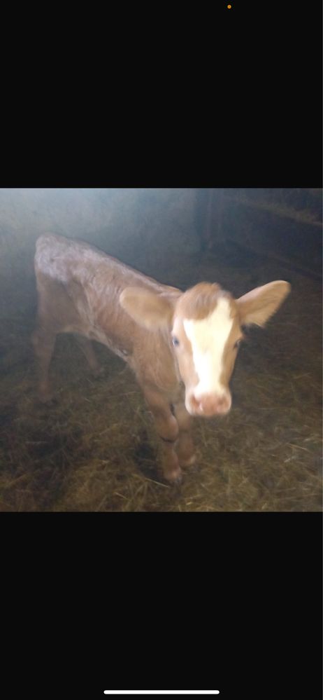 Vaca cu vitel de vanzare