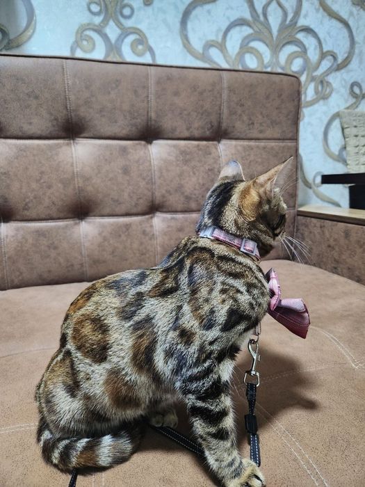 Bengal mushuk srochno sotiladi