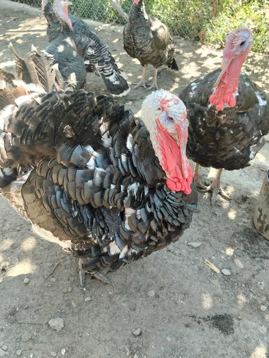 De vanzare Curci Curcani 12/14kg
