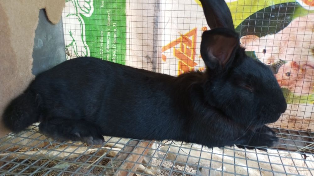 Quyonlar sotiladi sames