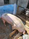 Porccrescutnatural