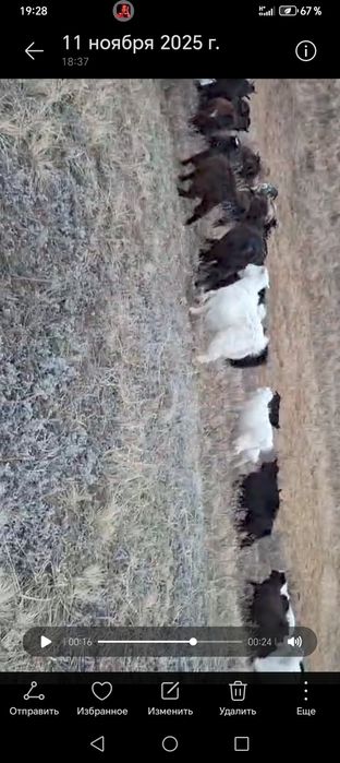 Ешкілер 60бас семіз