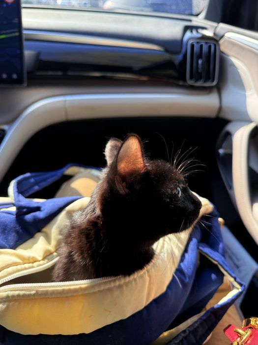 Отдам котёнка в хорошие руки