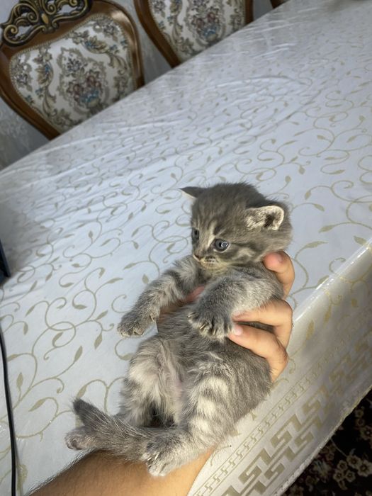 Котенок шиншила 1 месяц