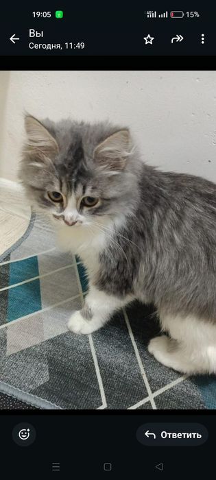 Отдам бесплатно .