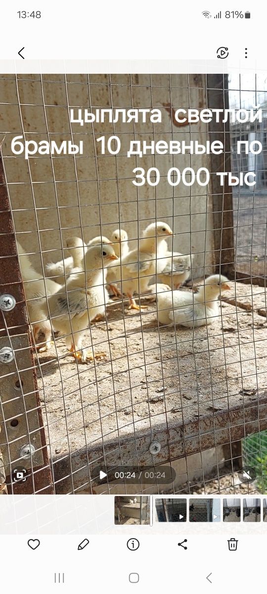 Цыплята светлой брамы 35 тыс. За 1 шт.