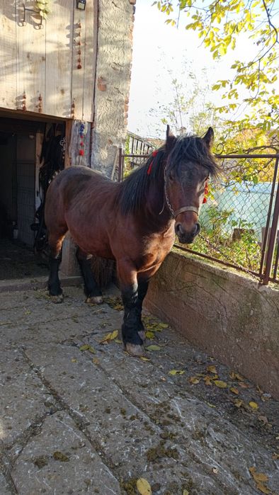 Vând mânz de doii anii