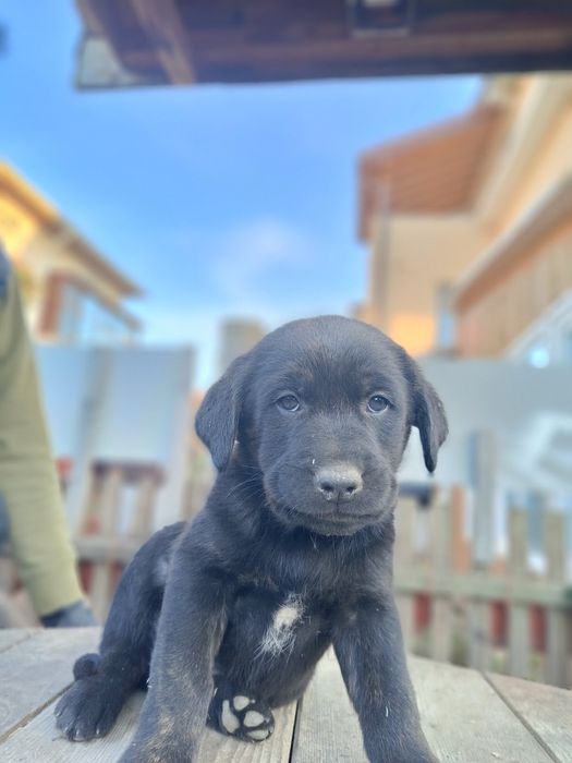 Подарявам кученца