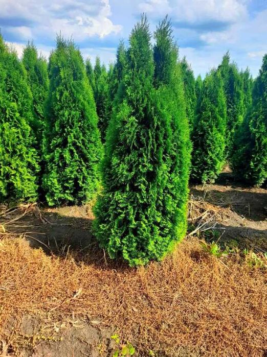 Plante rezistente, creștere sănătoasă, aspect impecabil