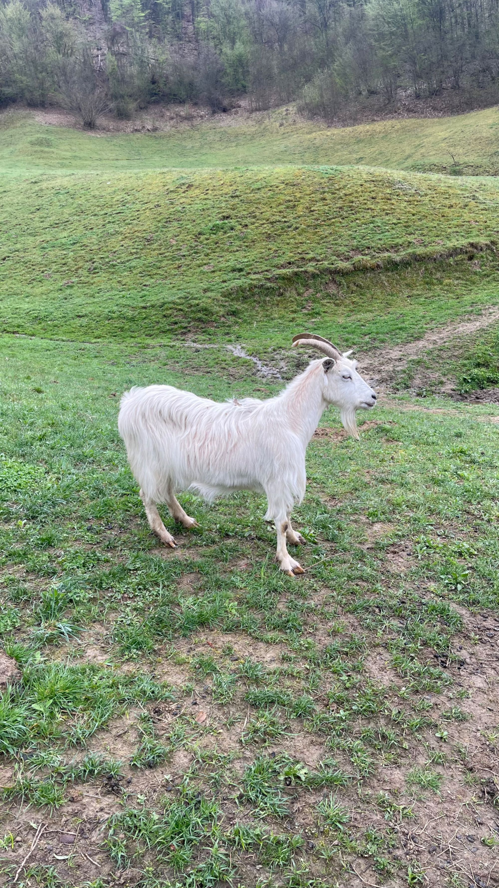 Vând capre bune de lapte