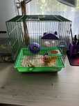 Vand hamster cu colivie