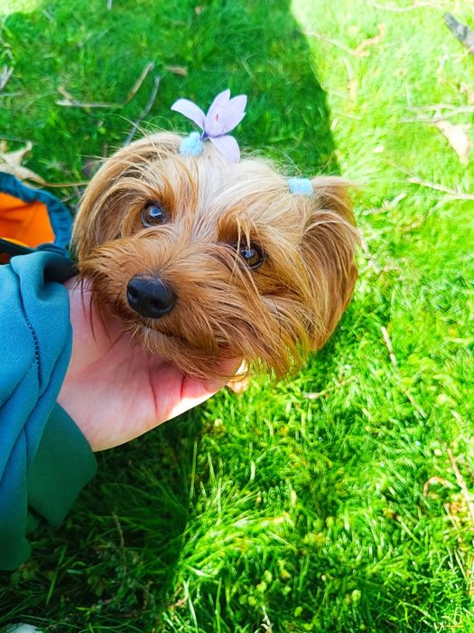 Отдава се мини йорки (3-годишен, възпитан, много спокоен)