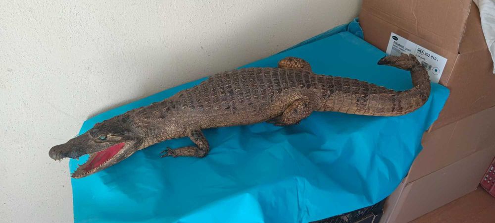 продавам крокодил
