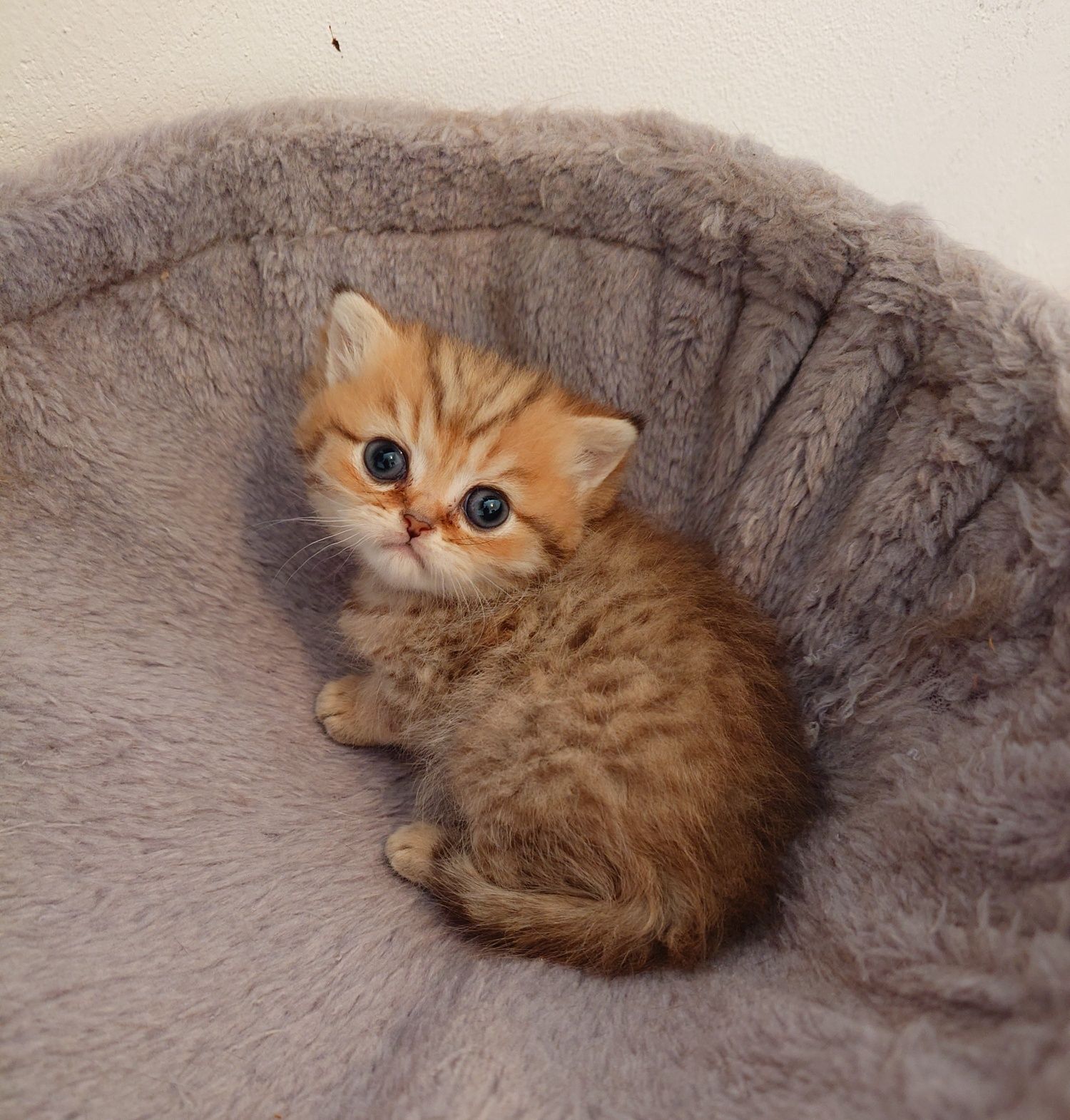 British shorthair
