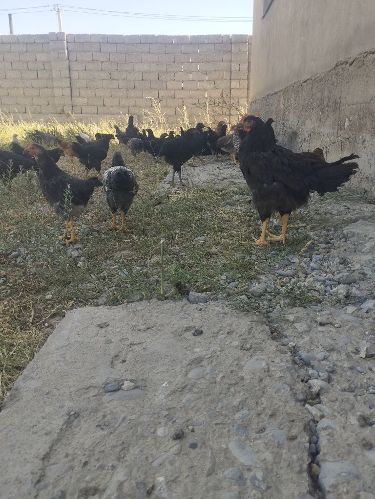 Жағдай жақсы уй тауықтары