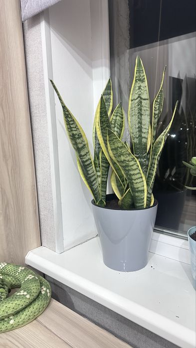 Продам комнатный цветок Сансевиерия