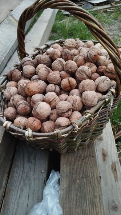 Продам Грецкий орех свежий