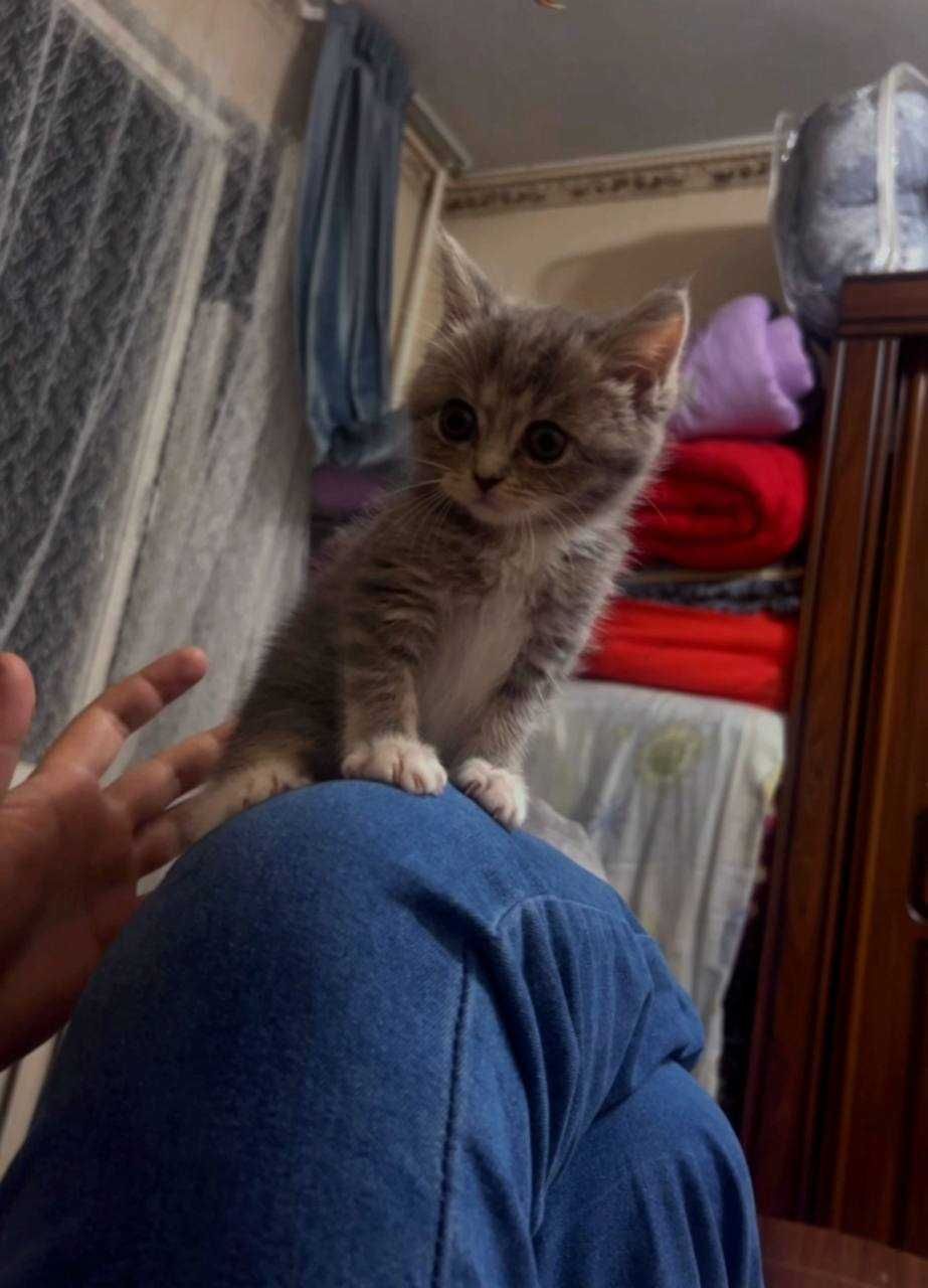 Мушукча Скотиш страйт 3 ойли