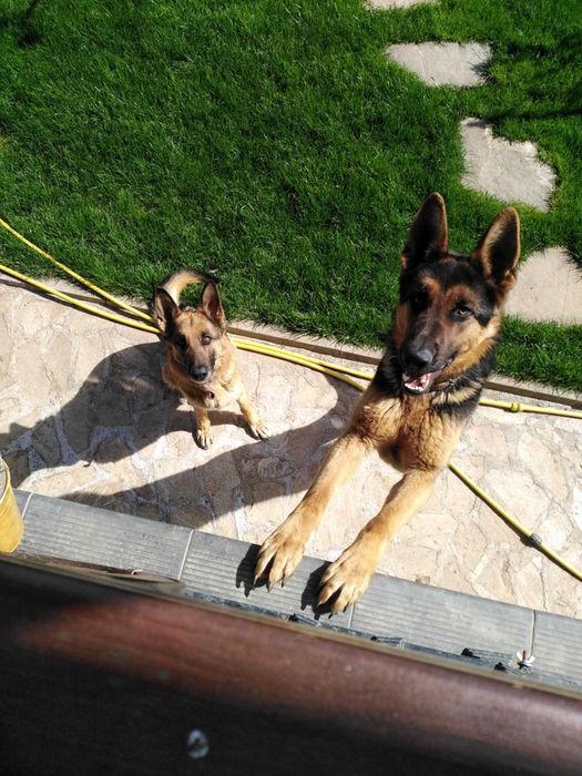 Немски овчарки на 2 месеца