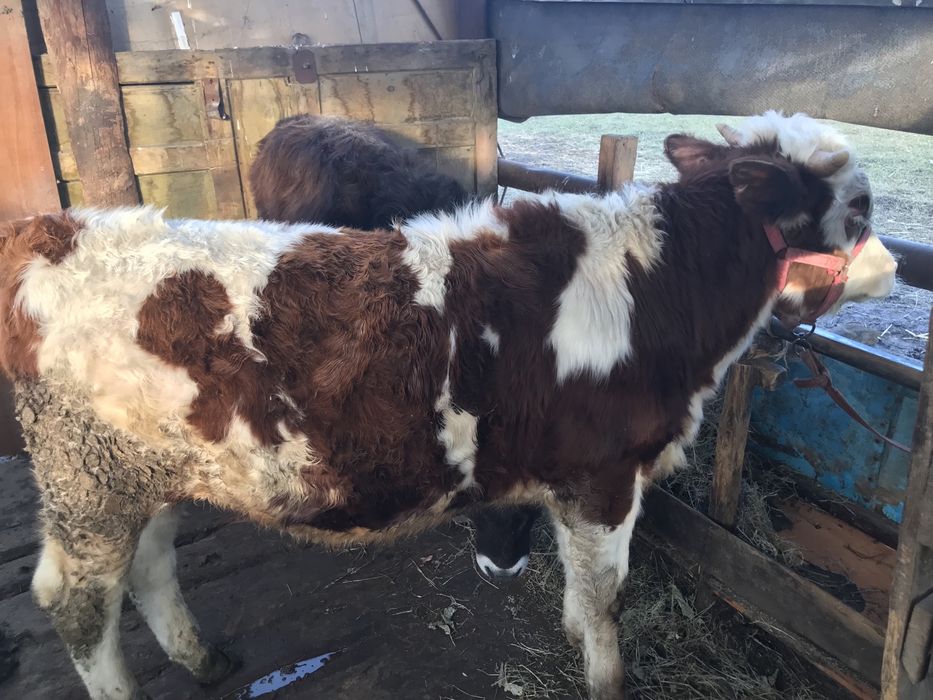 Продам трех бычков хороших