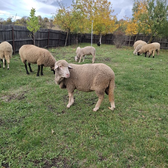 Vand oi oaie-Merinos de Palas