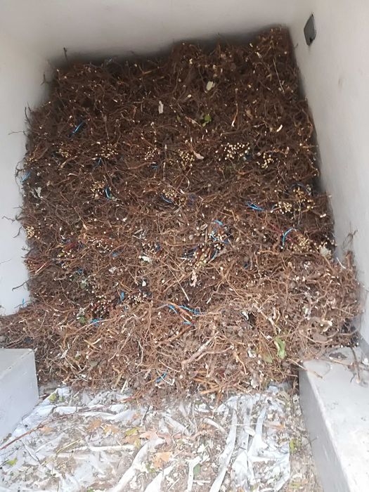 Разсад МАЛИНИ, мапема, енросадира, амира и др. ГОЛЕМИ КОЛИЧЕСТВА !