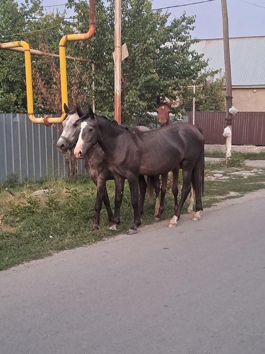 Байтал сатам, продам кобылку.