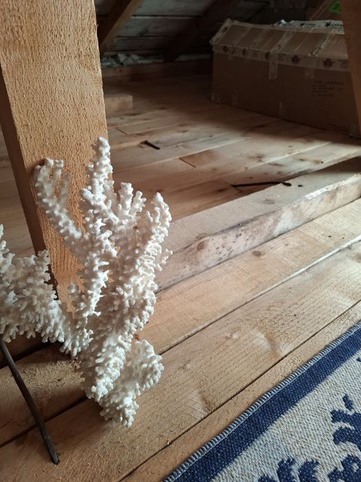 Coral natural pentru acvariu
