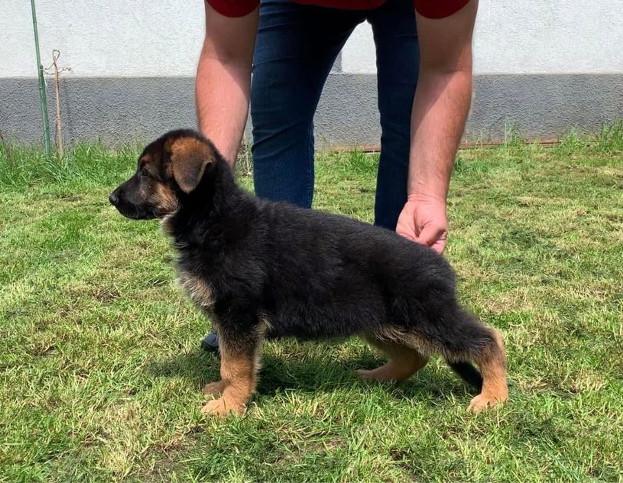 Femela ciobanesc german cu pedigree top