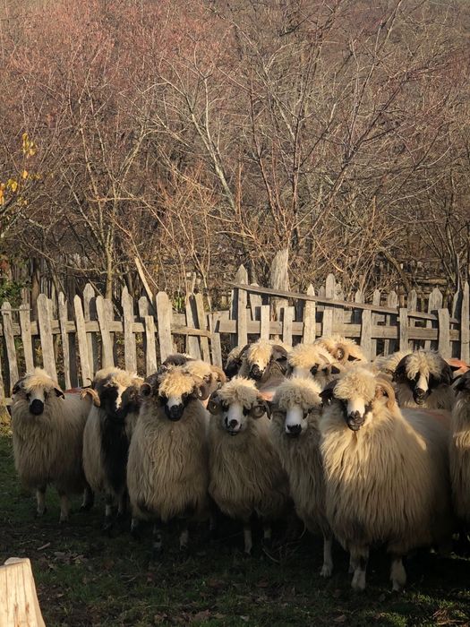 Vând 20 de oi tinere