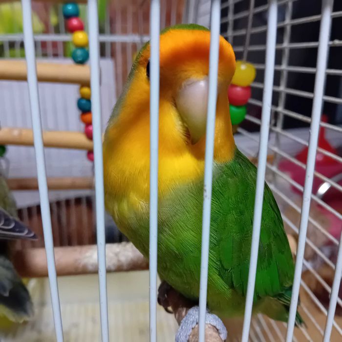 Papagali agapornis cu colivie