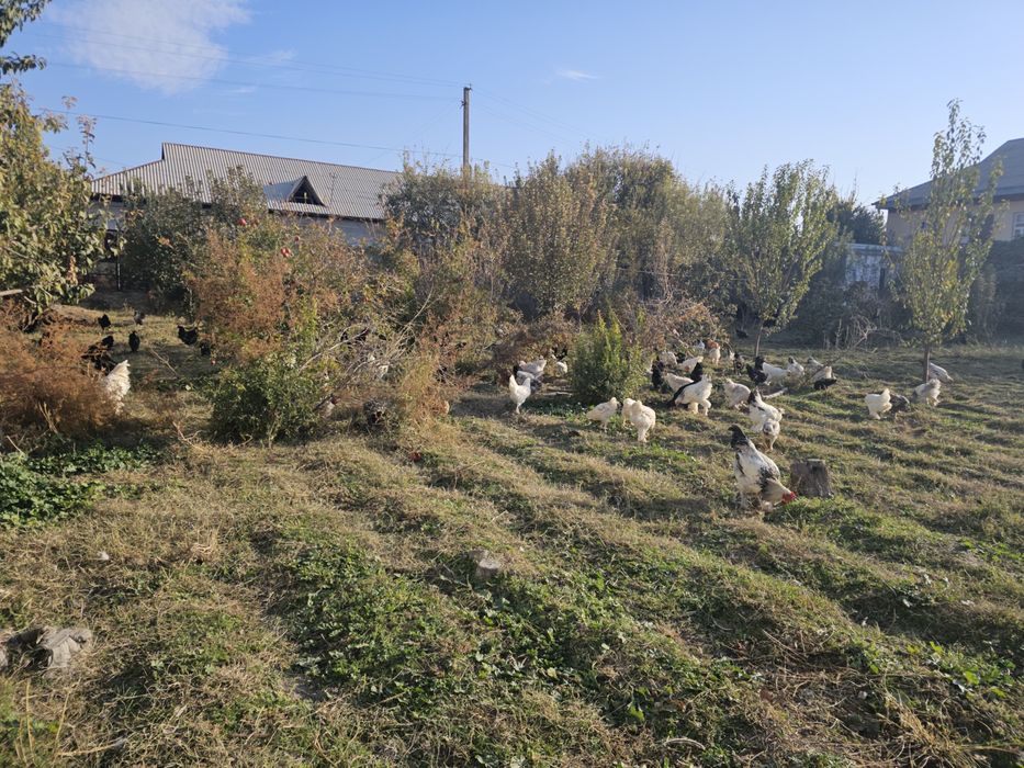 Bramalar va Jersey Giant xurozlar sotiladi, 5–7 oylik sog‘lom zotlar!