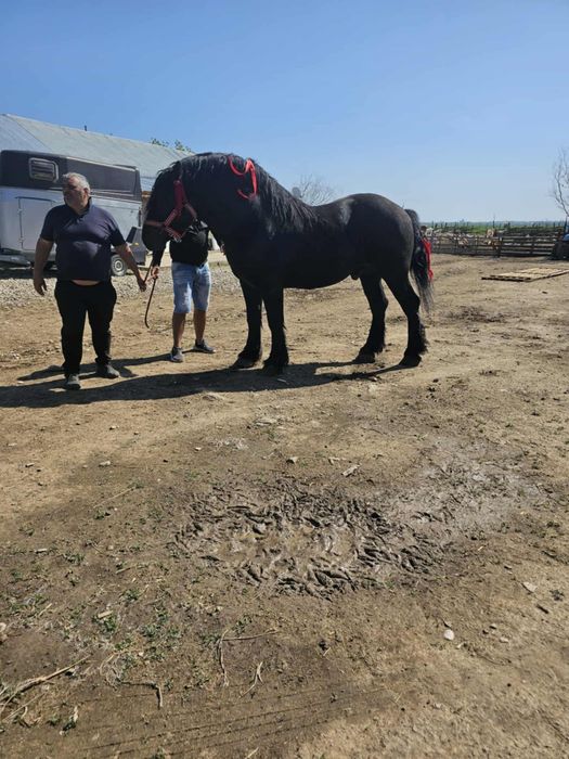 Mânza de 2 ani jumate