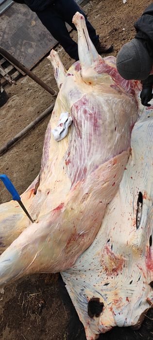 Жирные лошади на согым в Астане