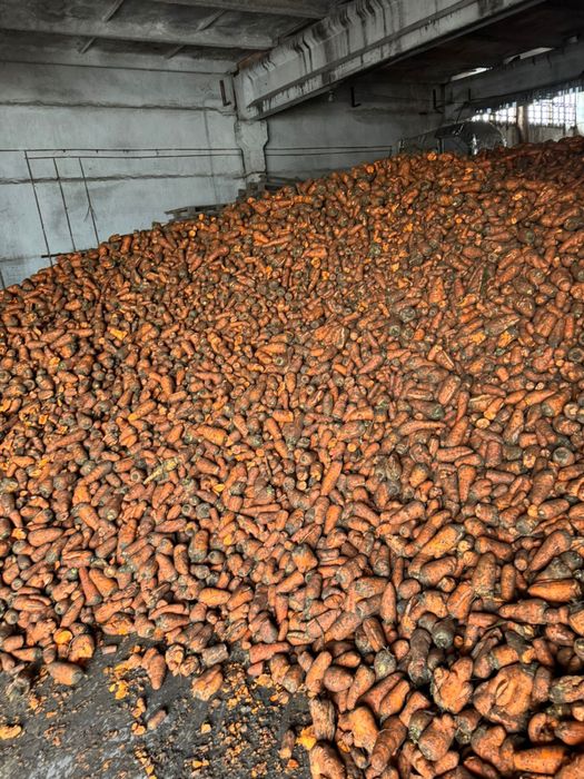 Морковь на корм ОПТОМ 10т/кг