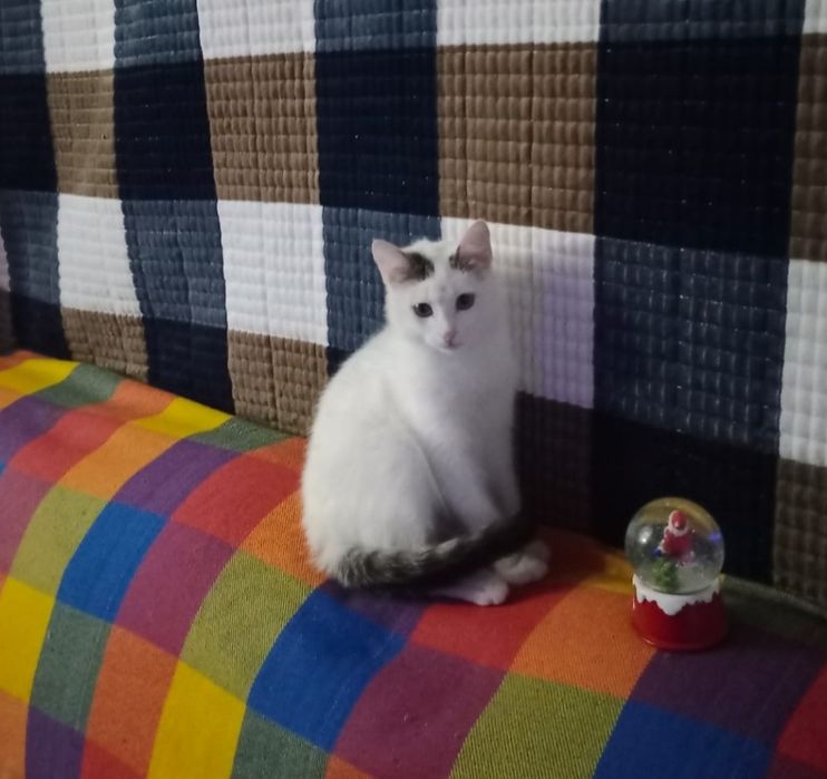 Отдам в добрые ручки