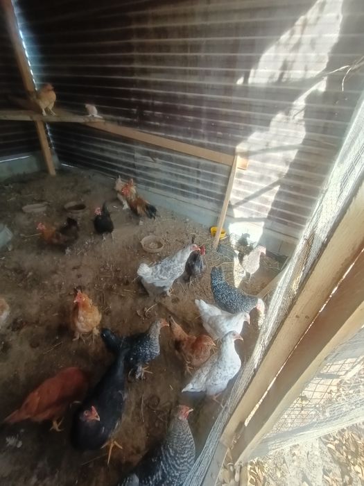 Продам домашних кур