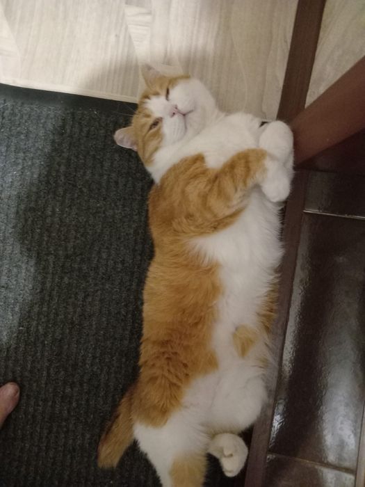 Отдам котика в добрые руки