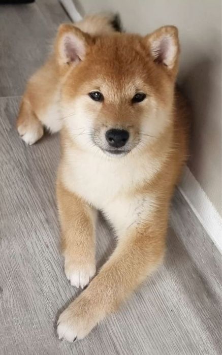 хатико ищет новый дом