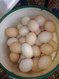 Яйца домашние 500 тг