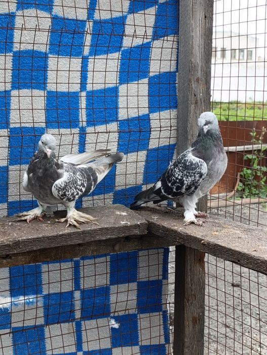 Продам голубей турков !