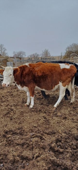 сиыр   сатылады.