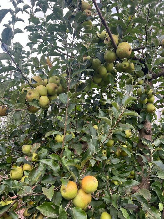 Vand mere Idared si Golden