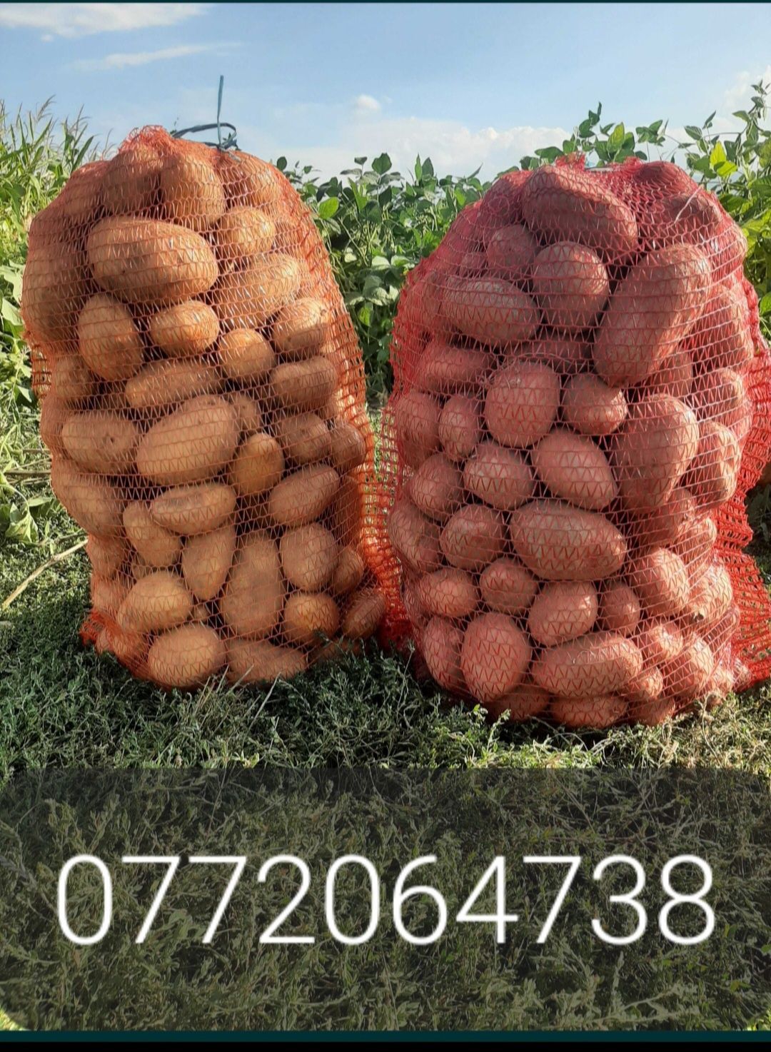 Cartofi de consum și de sămânța
