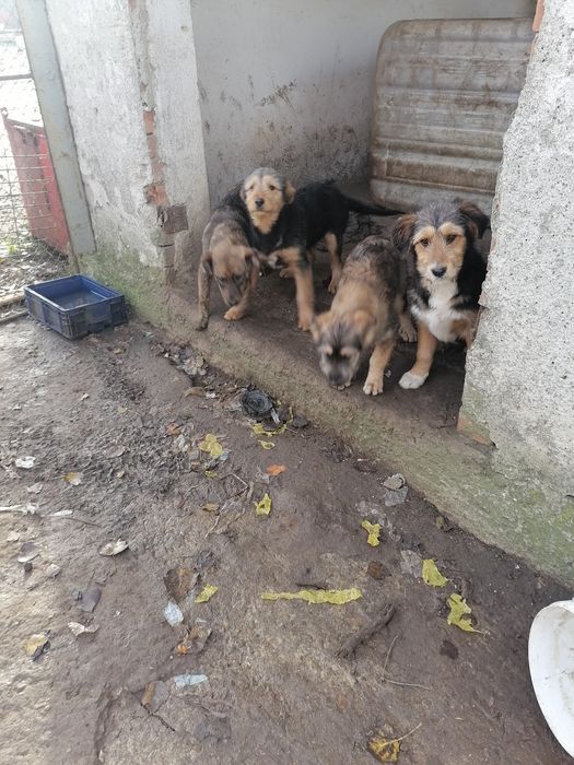 Donez catei de rasa  are vaccin