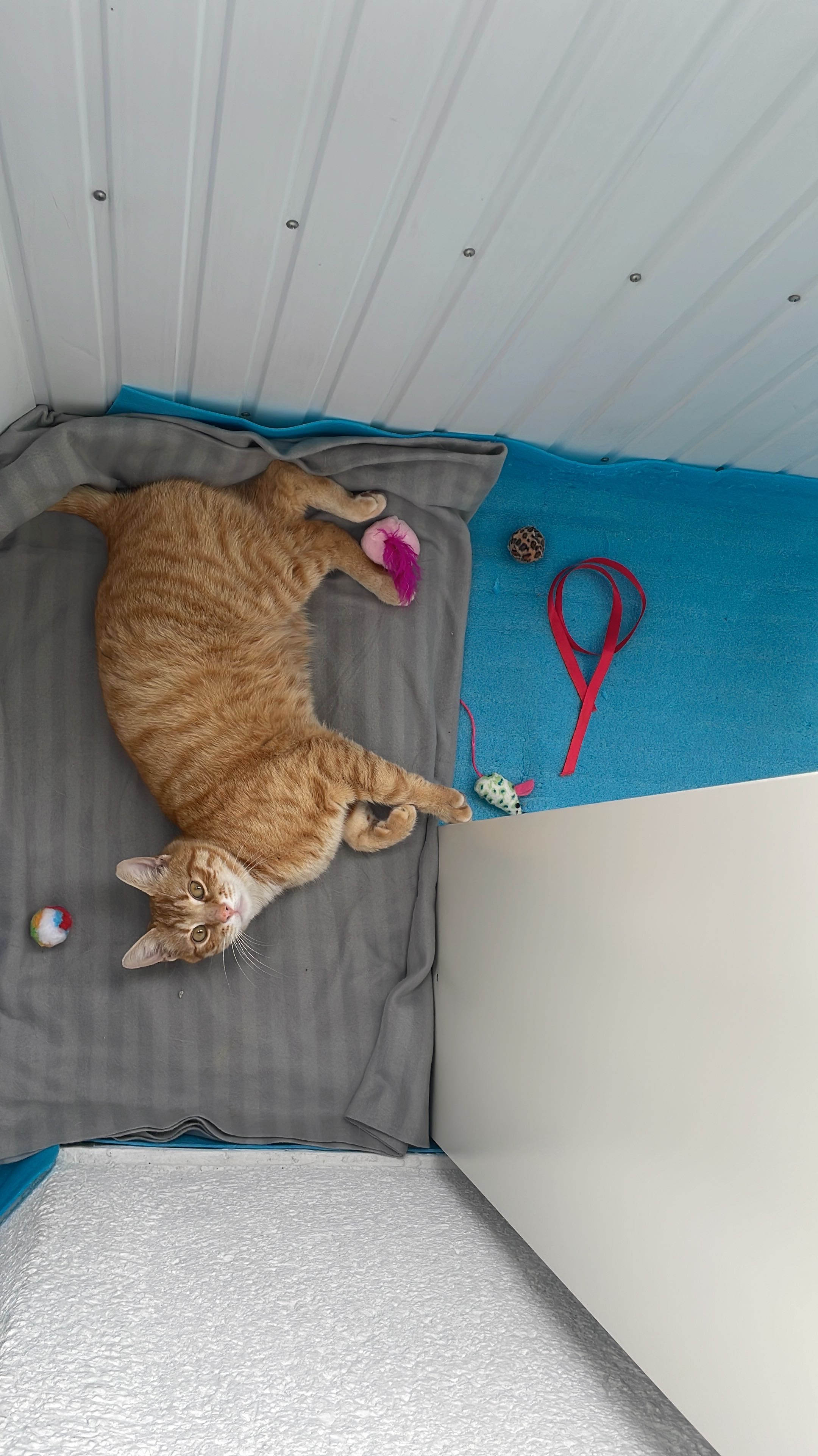 Portobello, motanel castrat pentru adoptie
