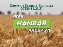 Samanta grau Hambar, prebaza. Compania Seminte Fundulea
