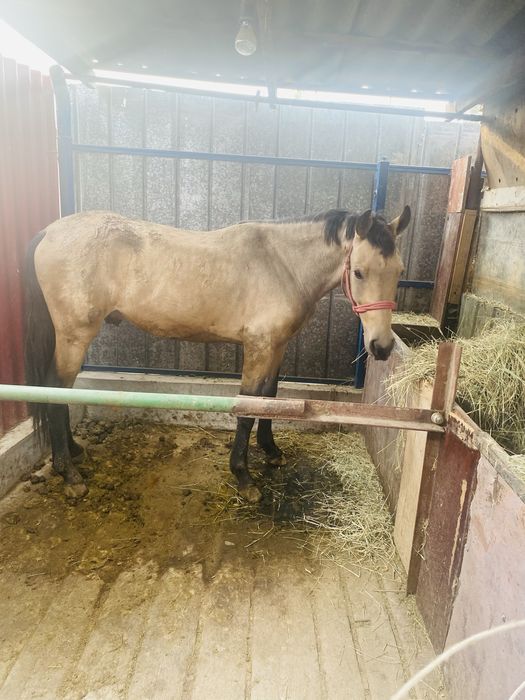 Құнан сатылады мінгі байгеге косуғада болады