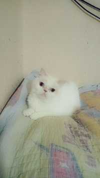 Персидскаяга кошка