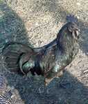 Cocosei Ayam Cemani
